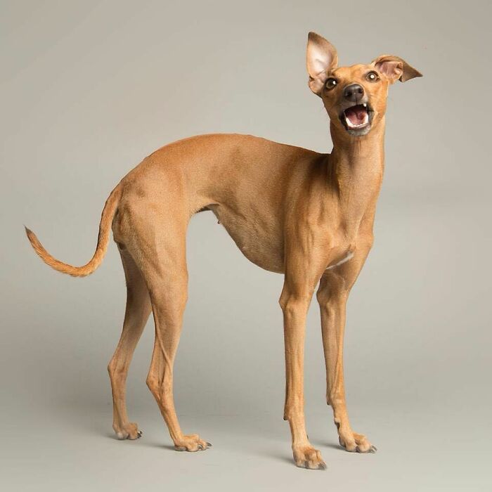 42 fotos vão te fazer amar os cachorros de um jeito diferente! 20