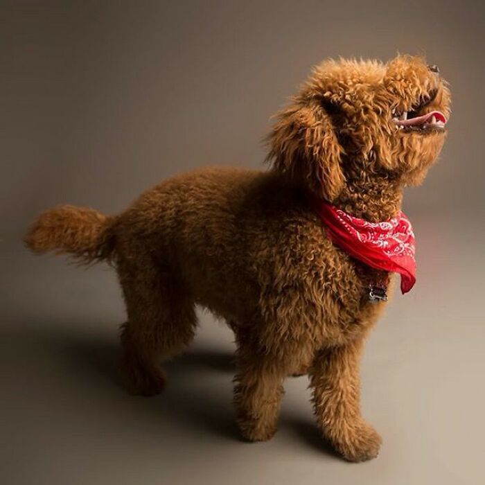 42 fotos vão te fazer amar os cachorros de um jeito diferente! 22