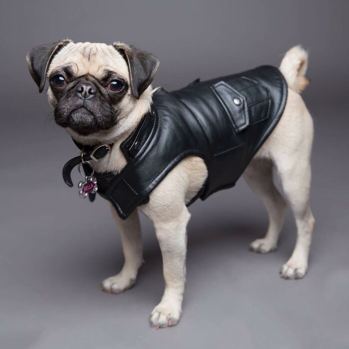 42 fotos vão te fazer amar os cachorros de um jeito diferente! 24