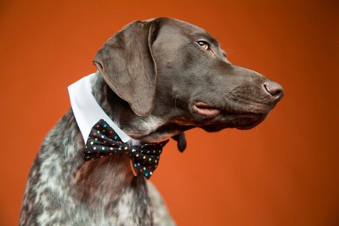 42 fotos vão te fazer amar os cachorros de um jeito diferente! 25