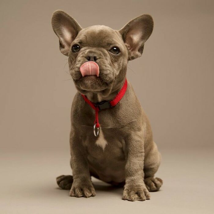 42 fotos vão te fazer amar os cachorros de um jeito diferente! 27