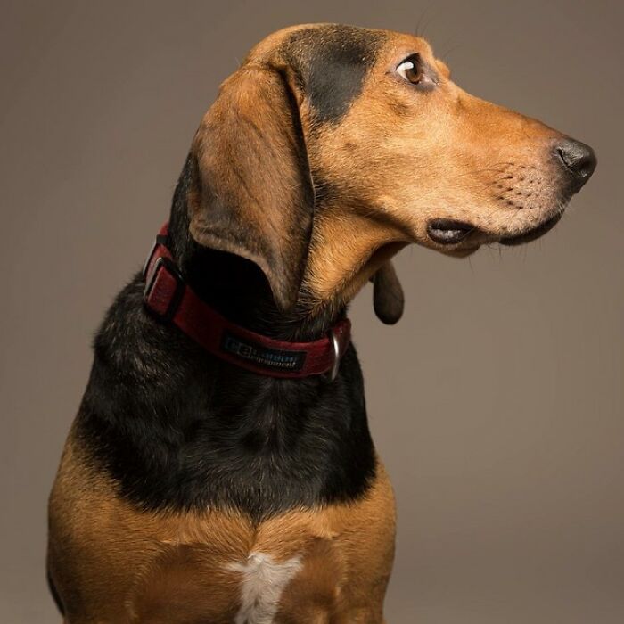 42 fotos vão te fazer amar os cachorros de um jeito diferente! 29