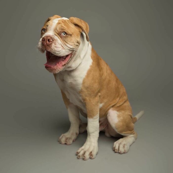 42 fotos vão te fazer amar os cachorros de um jeito diferente! 31