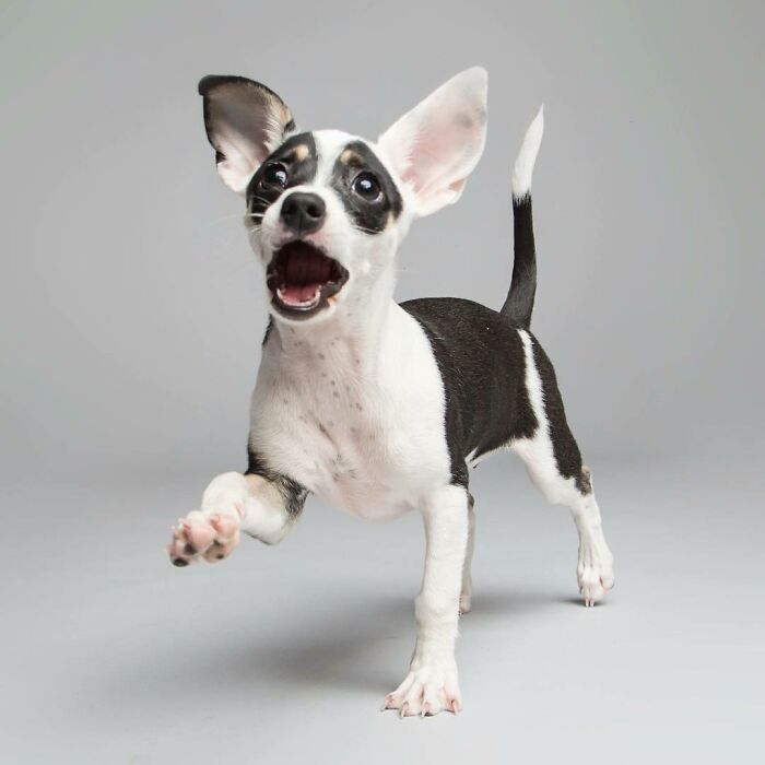 42 fotos vão te fazer amar os cachorros de um jeito diferente! 32