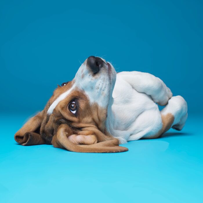 42 fotos vão te fazer amar os cachorros de um jeito diferente! 38