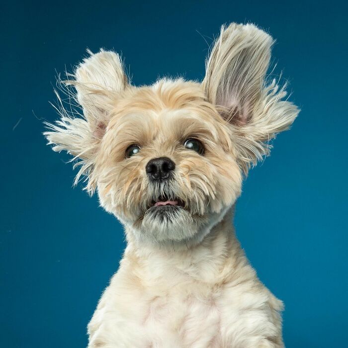 42 fotos vão te fazer amar os cachorros de um jeito diferente! 39