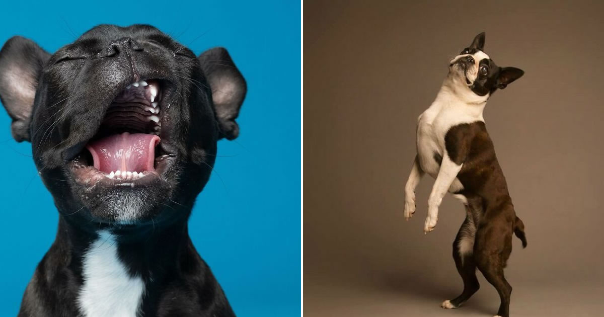 42 fotos vão te fazer amar os cachorros de um jeito diferente!