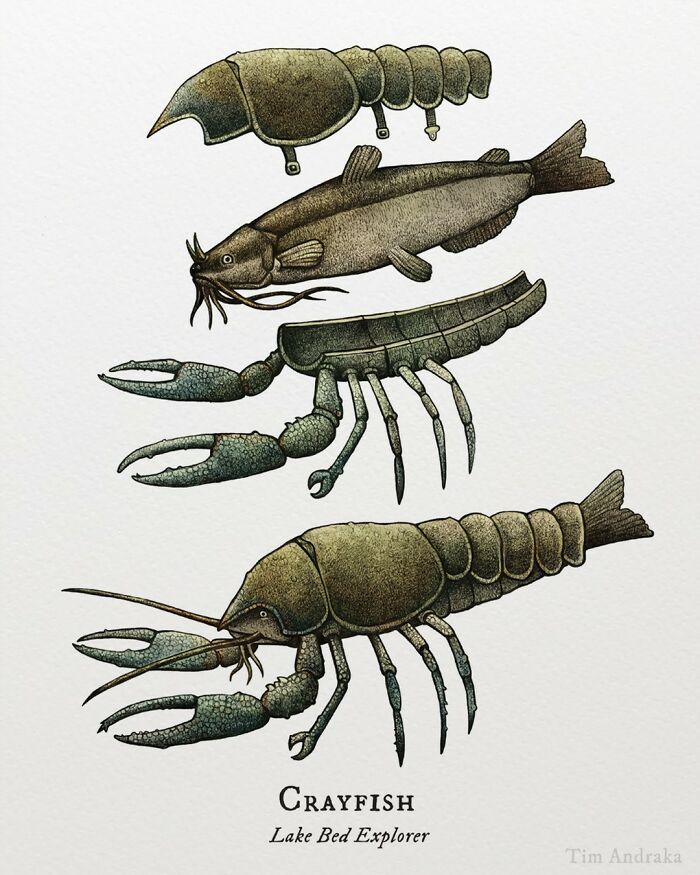 Ilustrações surreais de animais num estilo enciclopédico! (42 fotos) 11