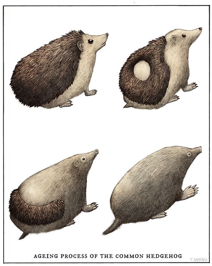 Ilustrações surreais de animais num estilo enciclopédico! (42 fotos) 20