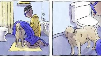 6 histórias emocionantes: A vida com cachorro e gato 27