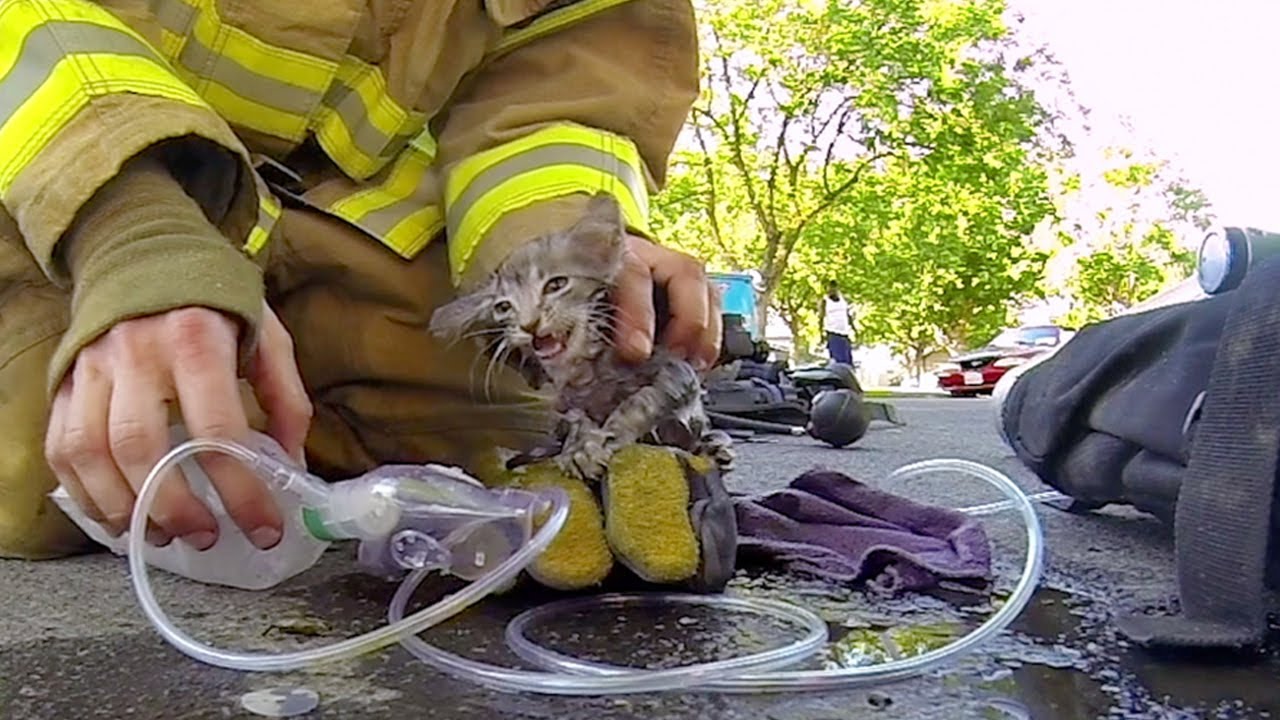 Bombeiro salvando um gatinho de um incêndio