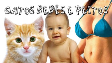 Gatos, bebês e peitos 5