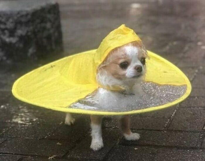 35 fotos aleatórias para alimentar seu sentido de satisfação 2