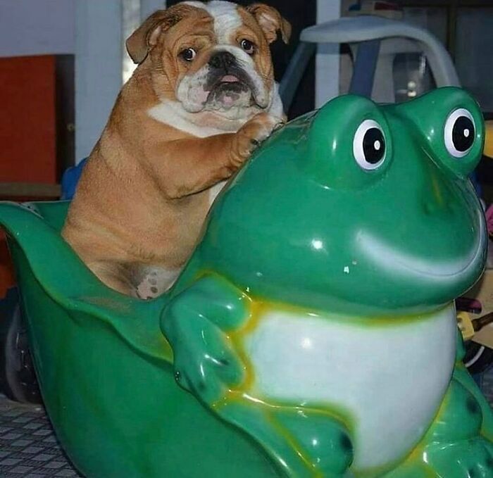 35 fotos aleatórias para alimentar seu sentido de satisfação 9