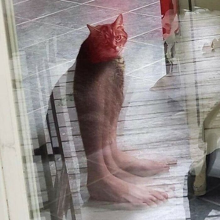 35 fotos aleatórias para alimentar seu sentido de satisfação 23