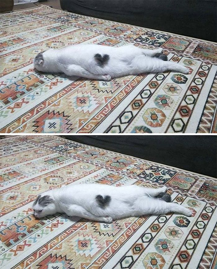 42 fotos incríveis que capturam o espírito felino de forma única 1