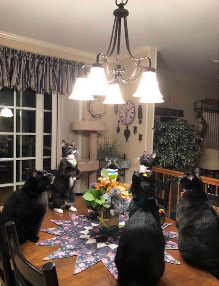 42 fotos incríveis que capturam o espírito felino de forma única 2