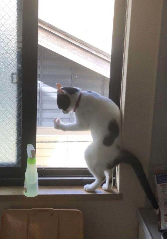 42 fotos incríveis que capturam o espírito felino de forma única 3