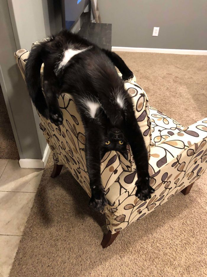 42 fotos incríveis que capturam o espírito felino de forma única 4