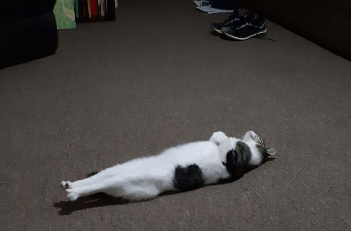 42 fotos incríveis que capturam o espírito felino de forma única 5