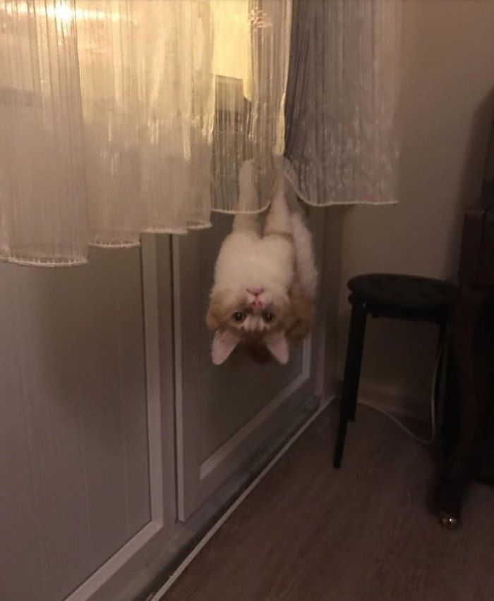 42 fotos incríveis que capturam o espírito felino de forma única 6