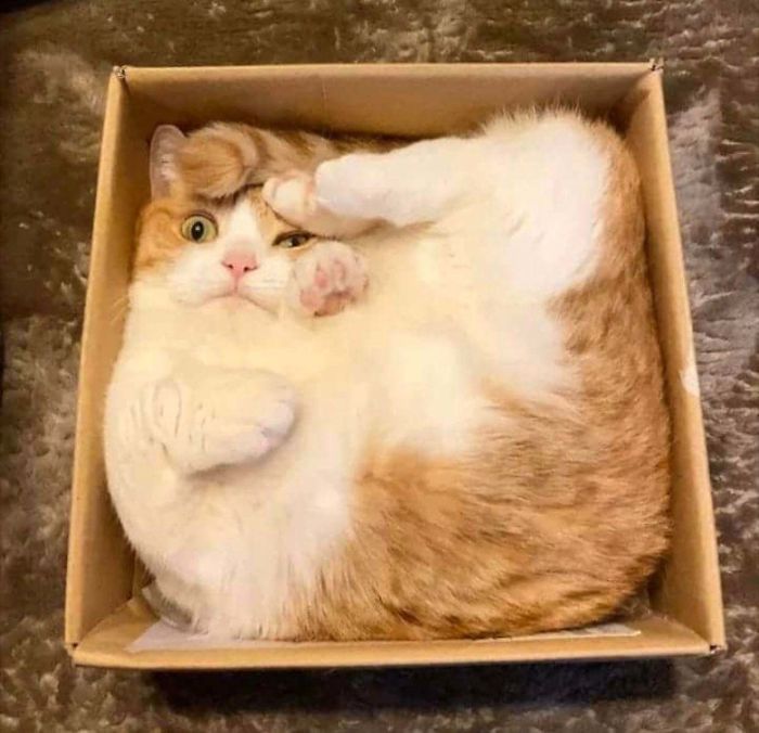 42 fotos incríveis que capturam o espírito felino de forma única 7
