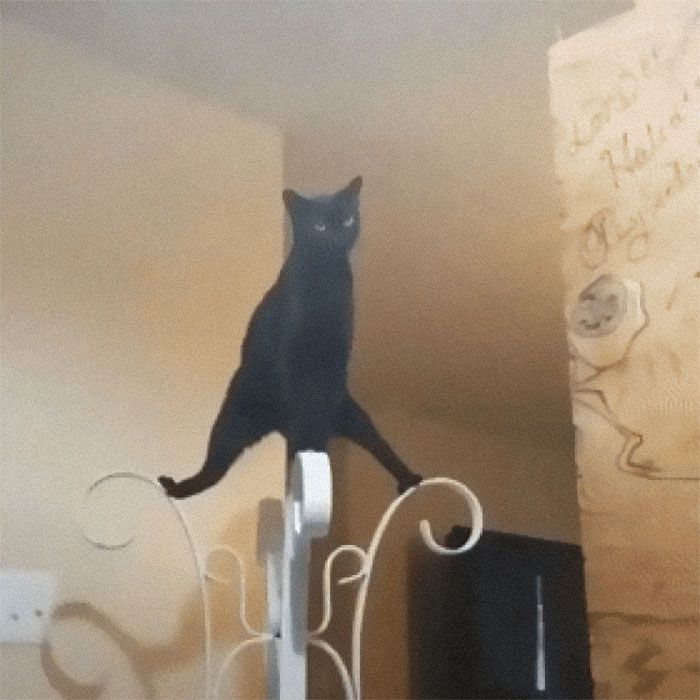 42 fotos incríveis que capturam o espírito felino de forma única 8