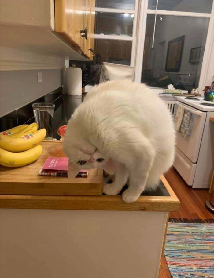 42 fotos incríveis que capturam o espírito felino de forma única 9