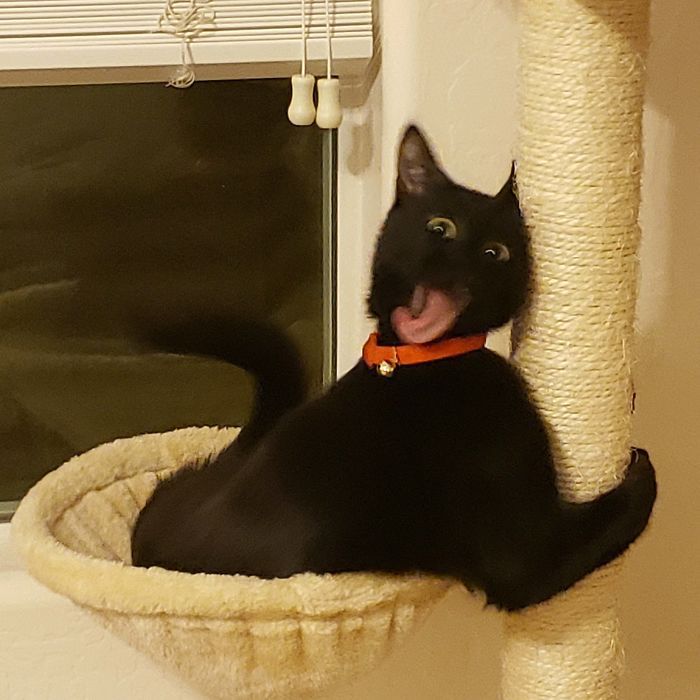 42 fotos incríveis que capturam o espírito felino de forma única 10