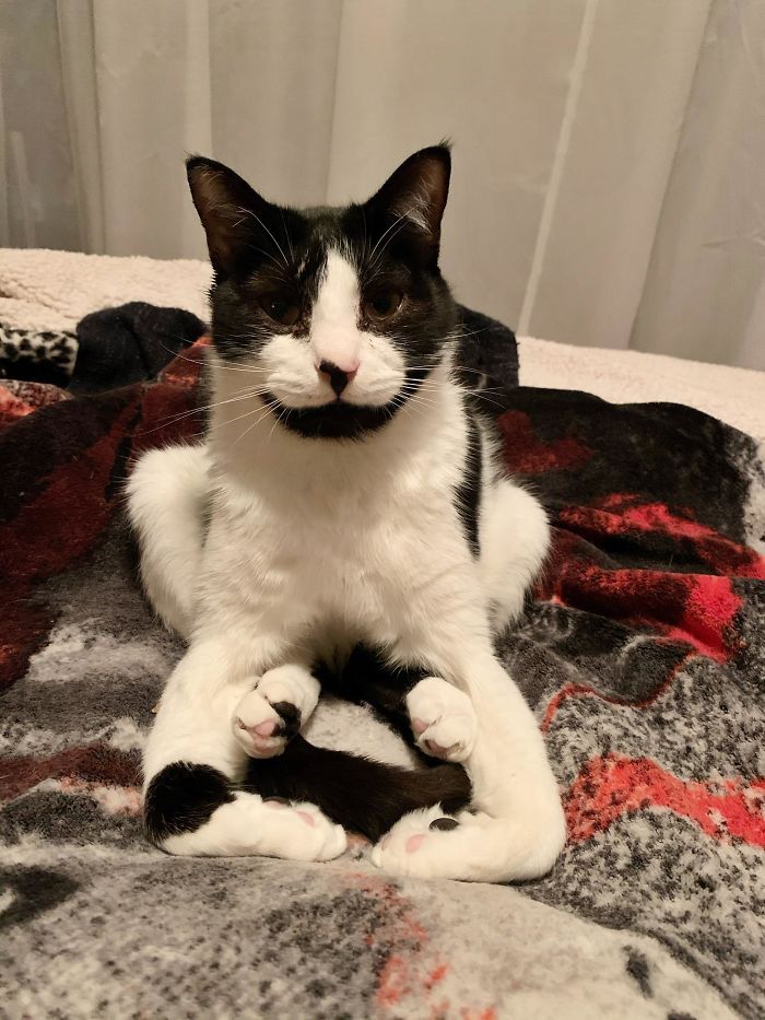 42 fotos incríveis que capturam o espírito felino de forma única 12