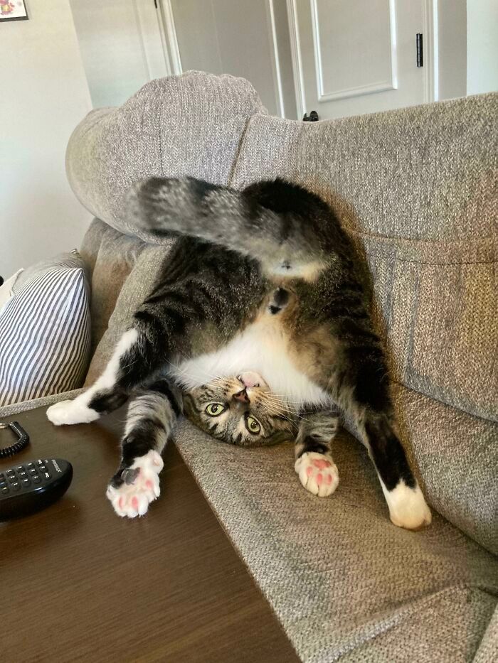 42 fotos incríveis que capturam o espírito felino de forma única 13