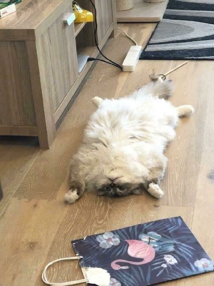 42 fotos incríveis que capturam o espírito felino de forma única 14