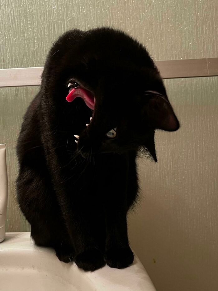 42 fotos incríveis que capturam o espírito felino de forma única 15