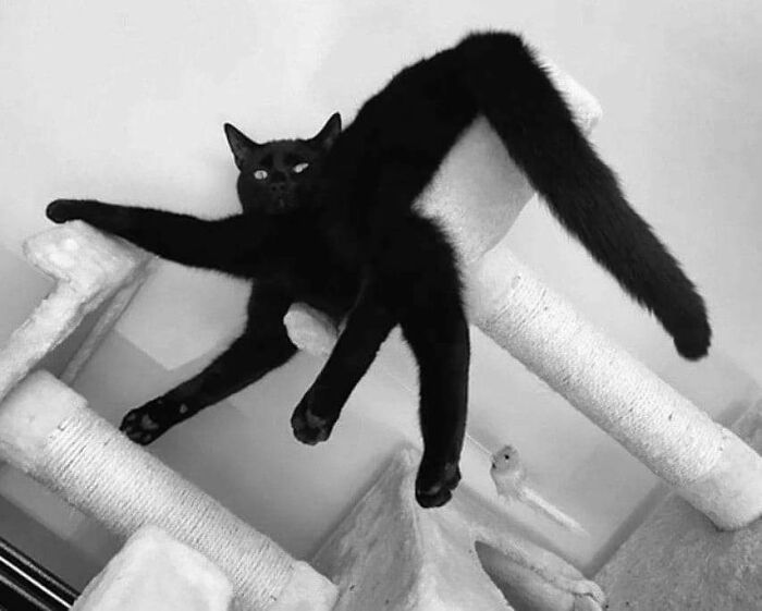 42 fotos incríveis que capturam o espírito felino de forma única 16