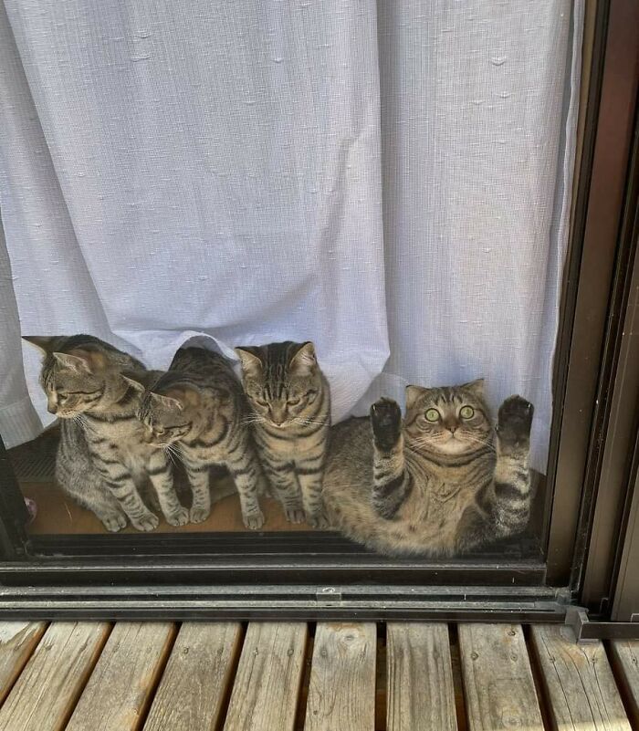 42 fotos incríveis que capturam o espírito felino de forma única 20