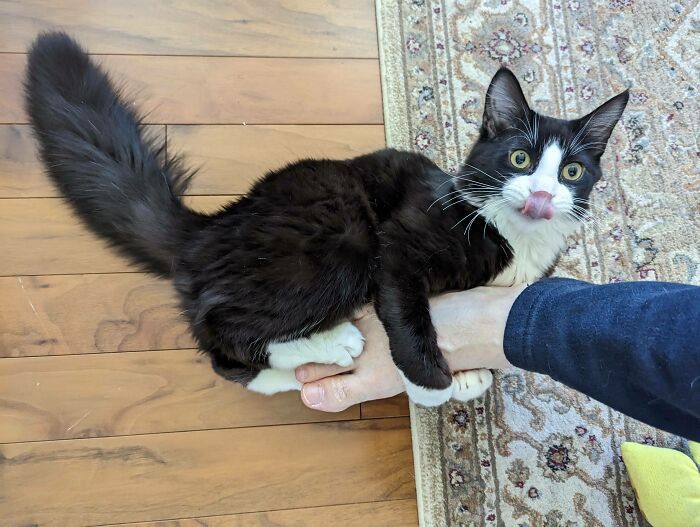 42 fotos incríveis que capturam o espírito felino de forma única 21