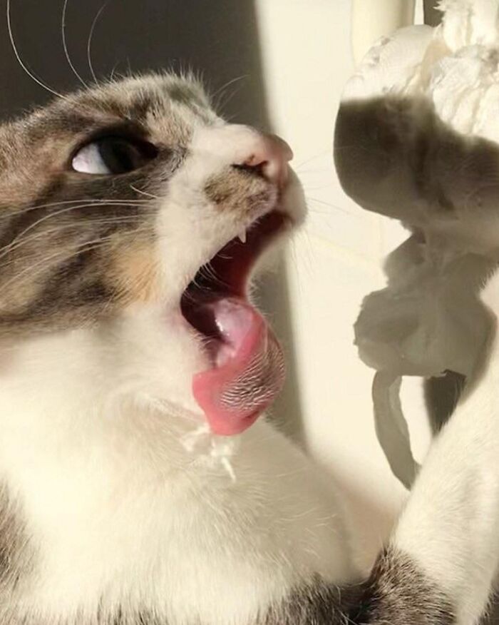 42 fotos incríveis que capturam o espírito felino de forma única 23