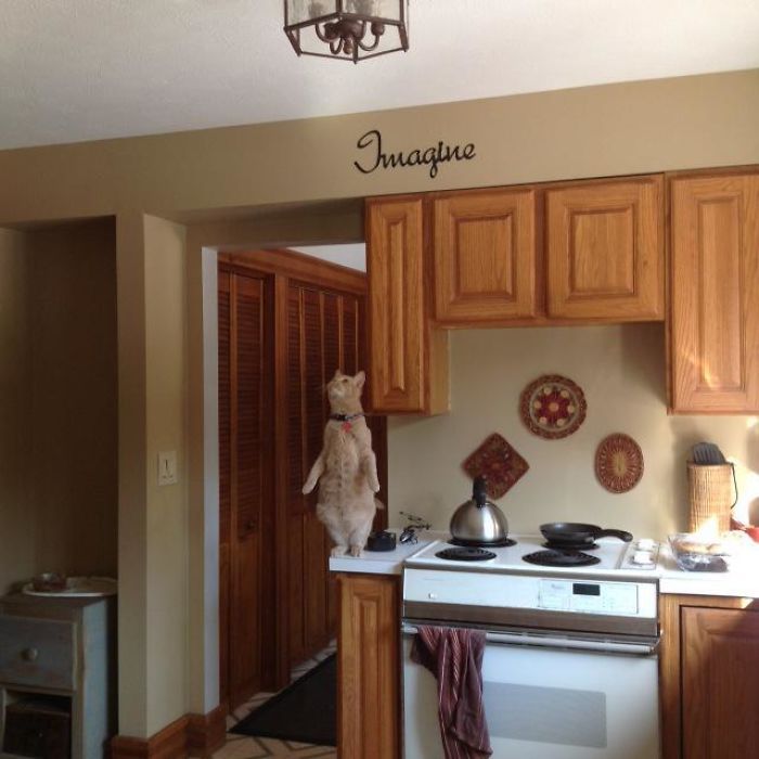 42 fotos incríveis que capturam o espírito felino de forma única 26