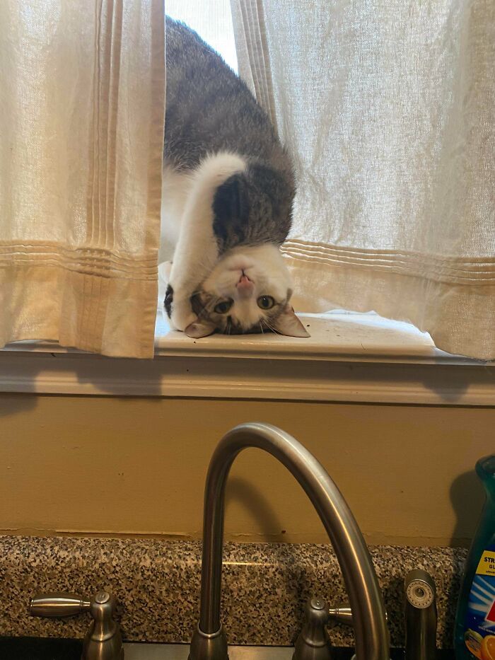 42 fotos incríveis que capturam o espírito felino de forma única 27