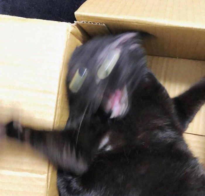 42 fotos incríveis que capturam o espírito felino de forma única 28