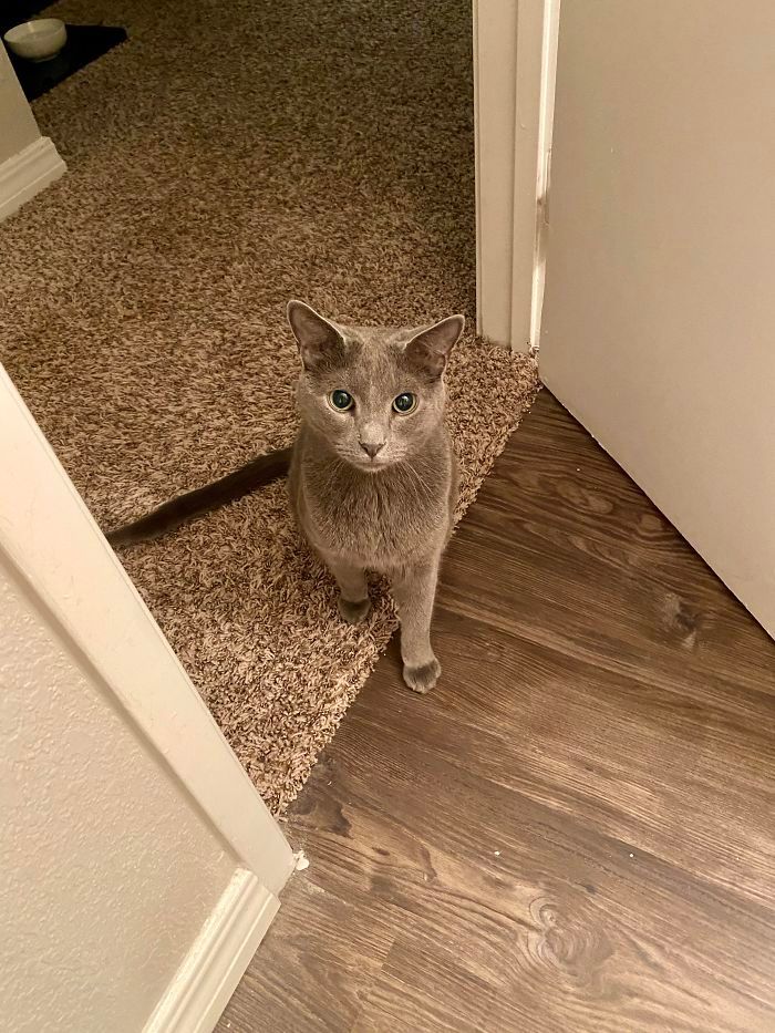 42 fotos incríveis que capturam o espírito felino de forma única 29