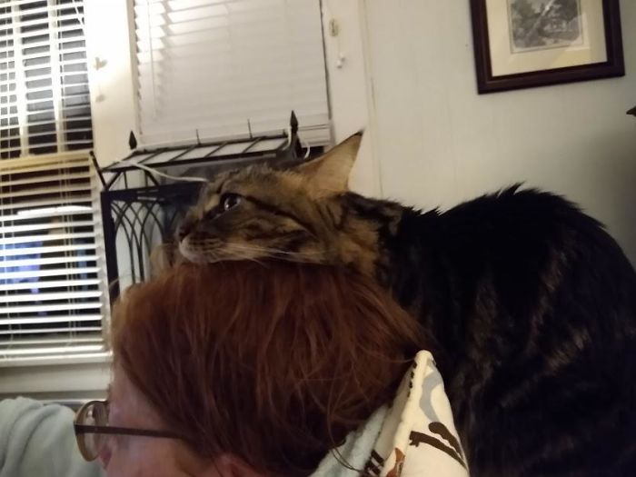 42 fotos incríveis que capturam o espírito felino de forma única 30