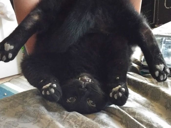 42 fotos incríveis que capturam o espírito felino de forma única 31