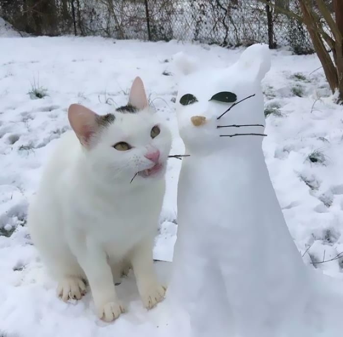 42 fotos incríveis que capturam o espírito felino de forma única 32