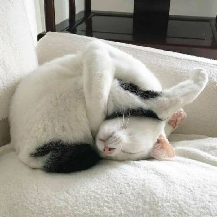 42 fotos incríveis que capturam o espírito felino de forma única 33