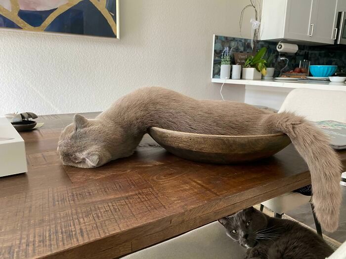 42 fotos incríveis que capturam o espírito felino de forma única 35