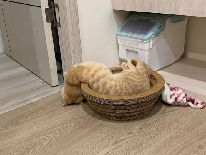 42 fotos incríveis que capturam o espírito felino de forma única 37