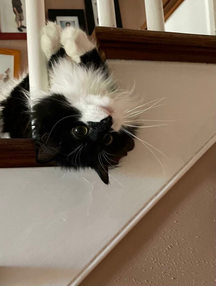 42 fotos incríveis que capturam o espírito felino de forma única 38