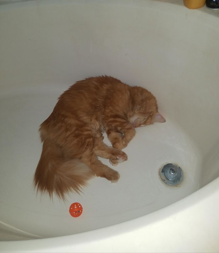 42 fotos incríveis que capturam o espírito felino de forma única 39