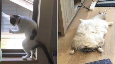 42 fotos incríveis que capturam o espírito felino de forma única 8